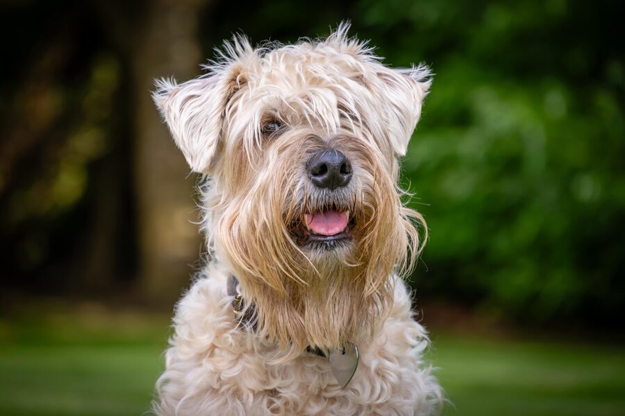 A wheaten terrier sitting calmly and focused outdoors