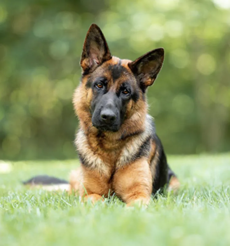 Calm German Shepherd resting on grass