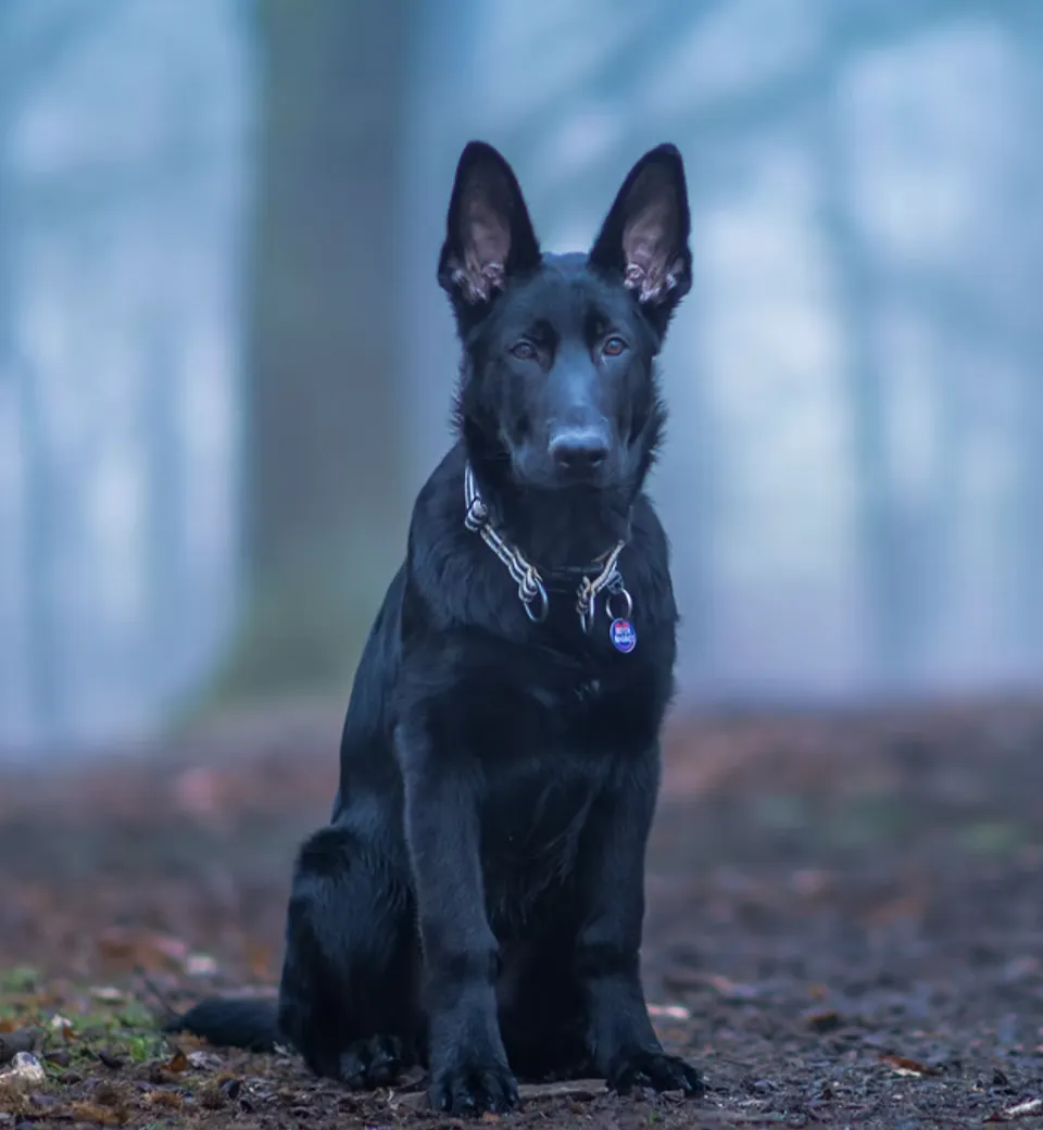 Black German Shepherd in misty woodland