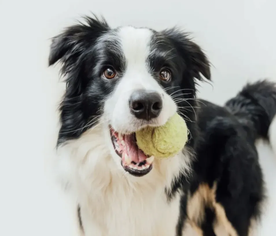 Border Collie focused on a tennis ball