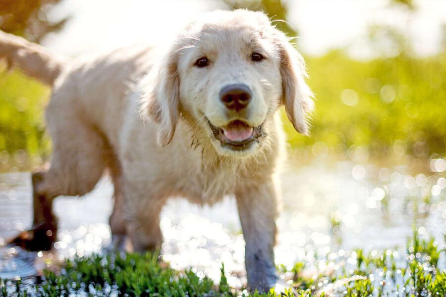 A pale golden retriever on a sunny walk through shallow water
