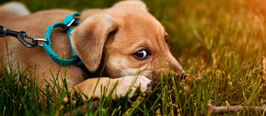 A young tan dog resting in the grass on a training lead