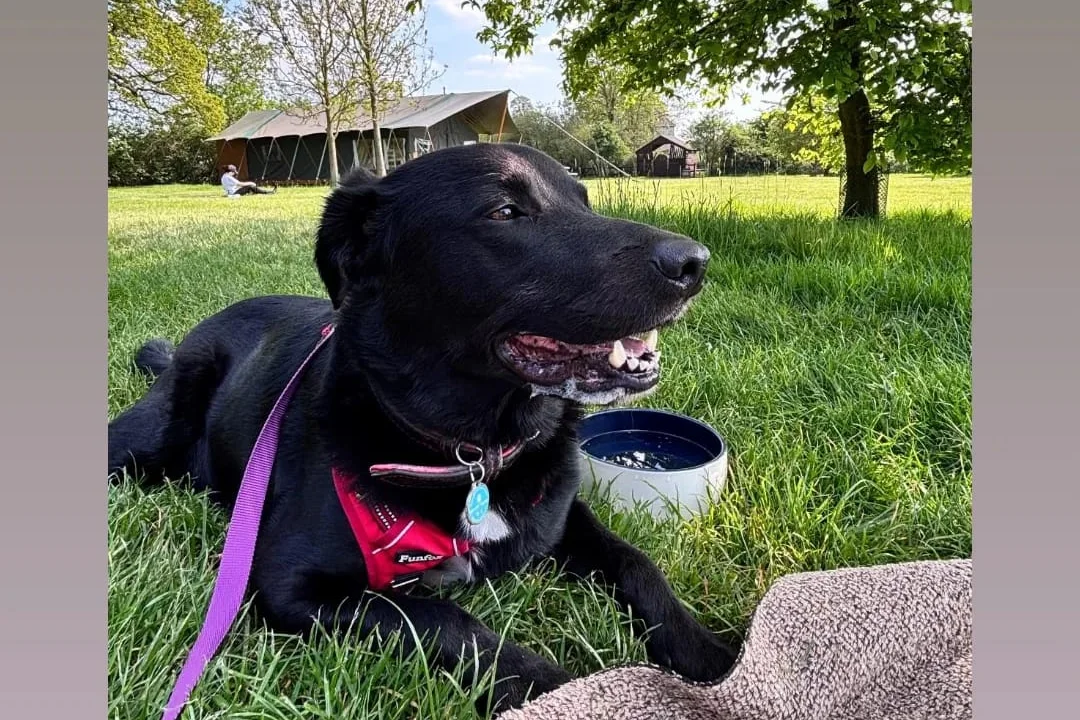A happy black Labrador relaxing on the grass