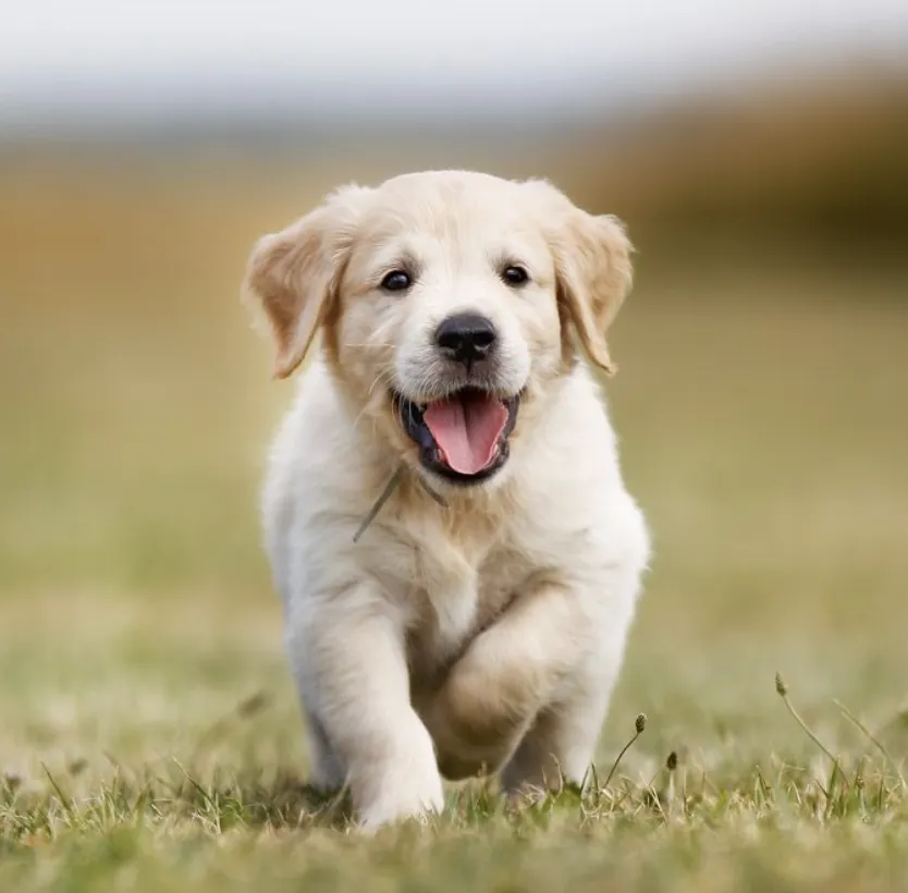 Golden retriever puppy running in grass