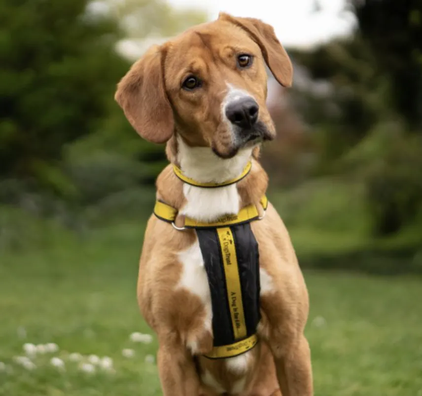 Attentive young hound dog ready to learn